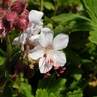 Geranium macrorrhizum 'Snow Sprite'